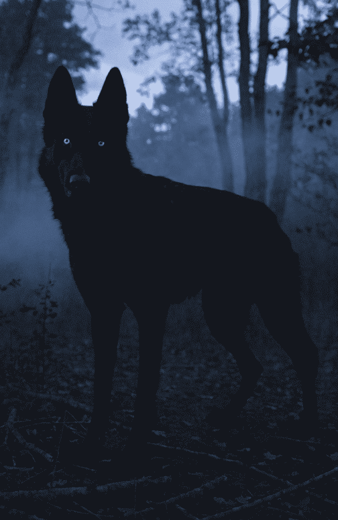 Black dogs that look like wolves standing in dark dramatic forest at twilight