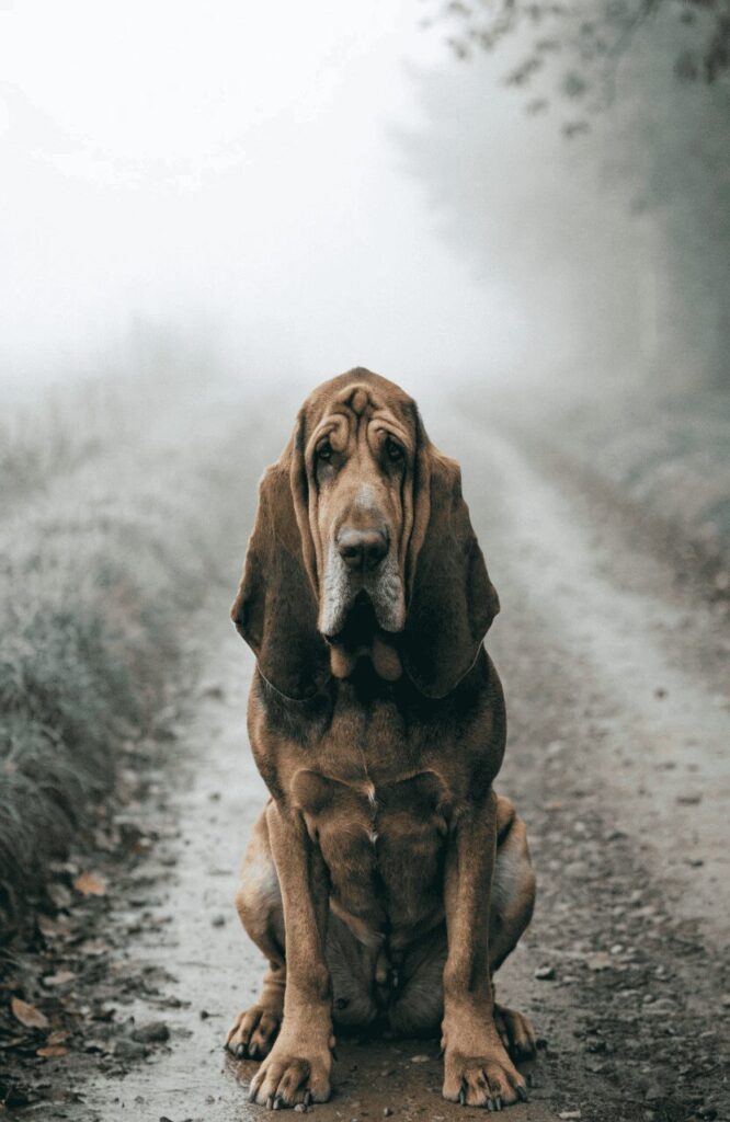 Bloodhound scent tracking smartest rescue dog