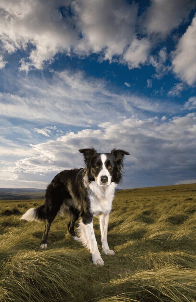 Border Collie black and white intelligent herding stance