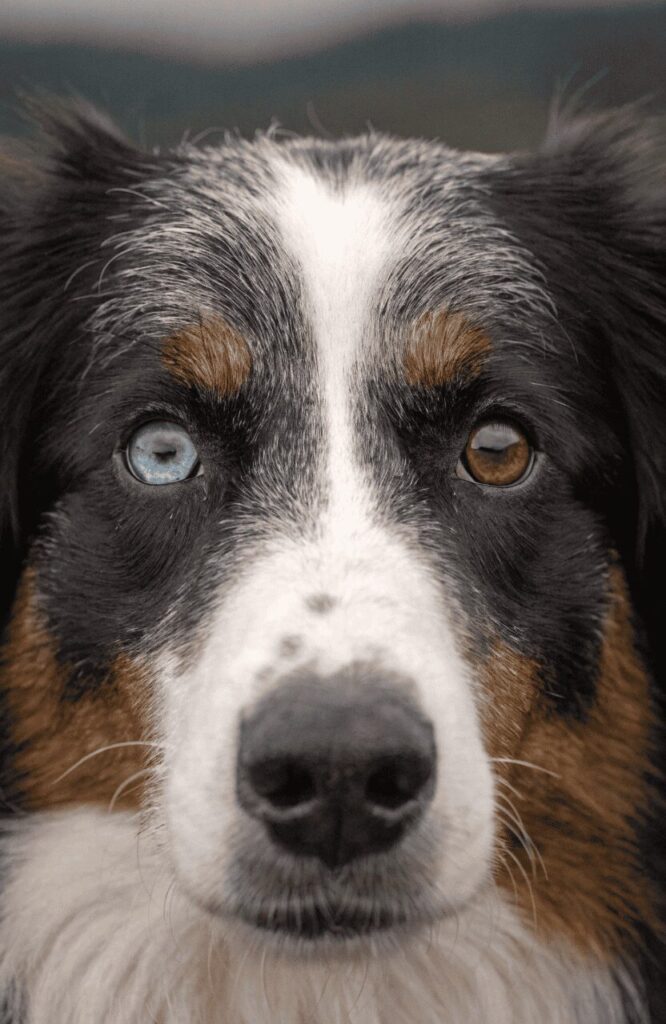 Border Collie smartest rescue dog
