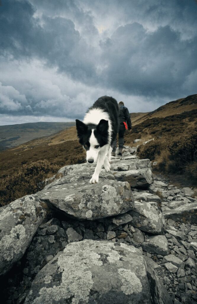 Border Collie navigating a technical rocky trail showing high stamina and intelligence on long hikes