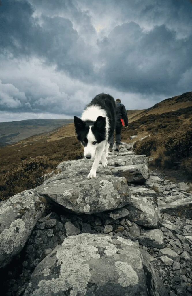 Border Collie navigating a technical rocky trail showing high stamina and intelligence on long hikes