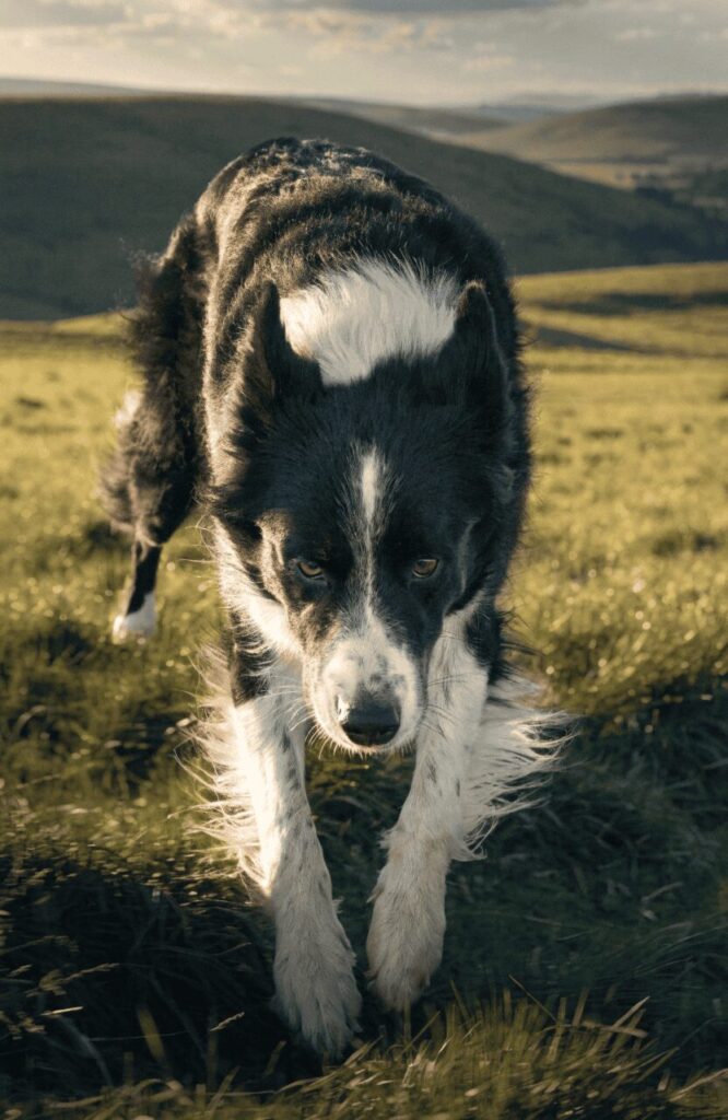 Border Collie intense focus problem solving herding