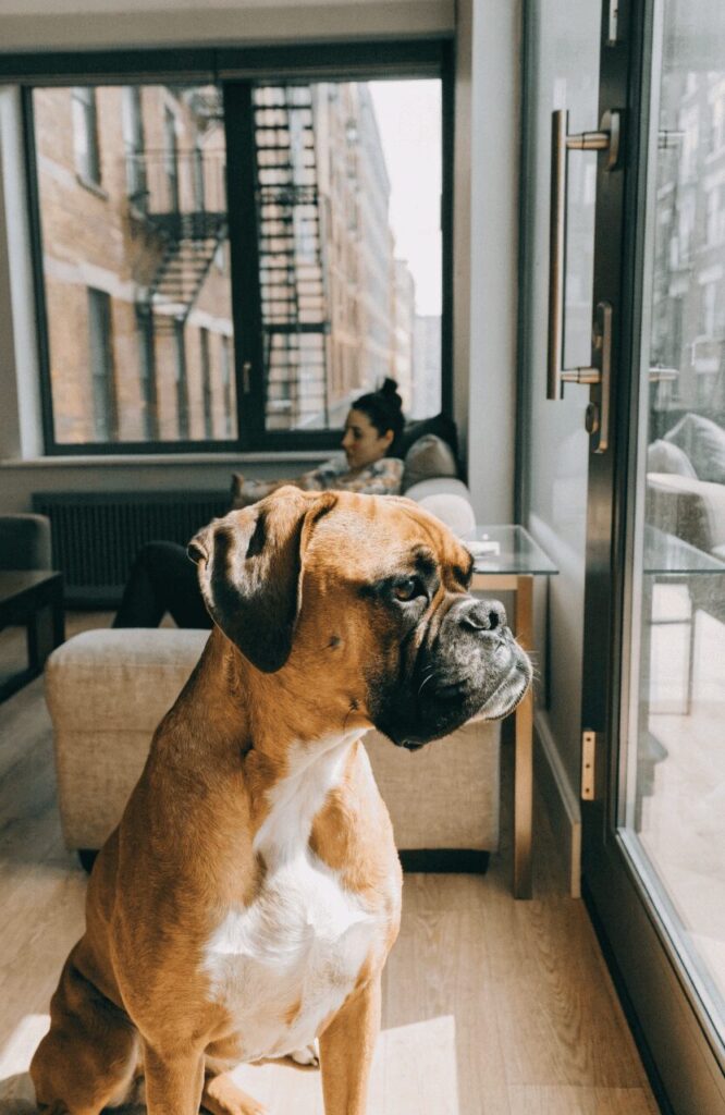 Boxer dog sitting alert near an apartment window watching the front door in bright daylight