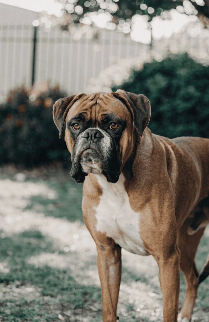 Boxer powerful protective aggressive dog breed
