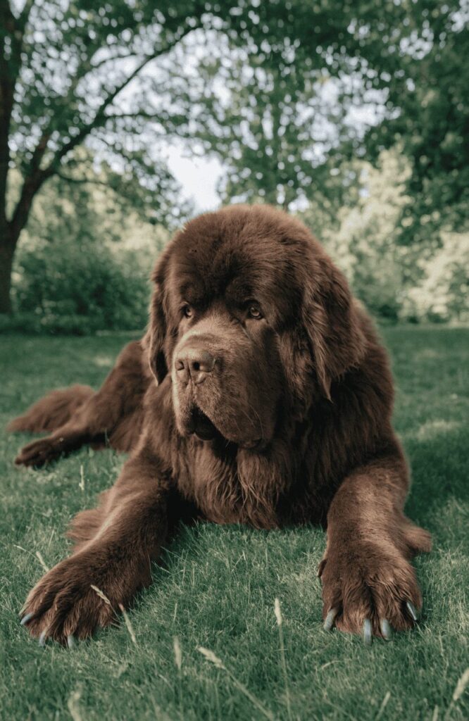 gentle giant brown Newfoundland dog in yard