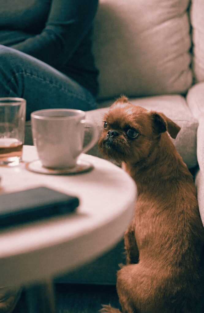 Brussels Griffon fear reaction real domestic setting