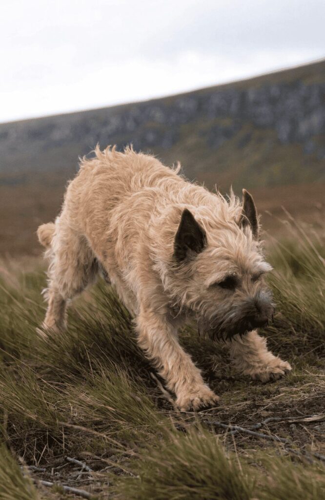 Cairn Terrier prey drive in action outdoors
