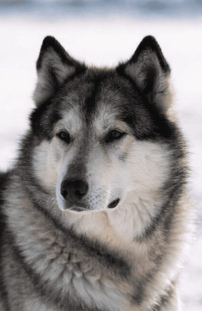 Canadian Eskimo dog close up portrait in Arctic setting honoring its heritage