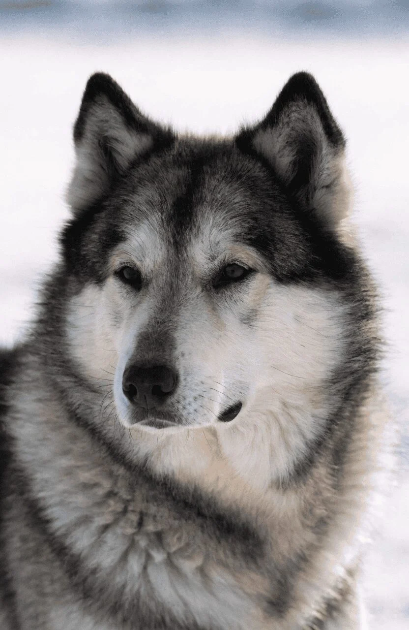 Canadian Eskimo dog close up portrait in Arctic setting honoring its heritage