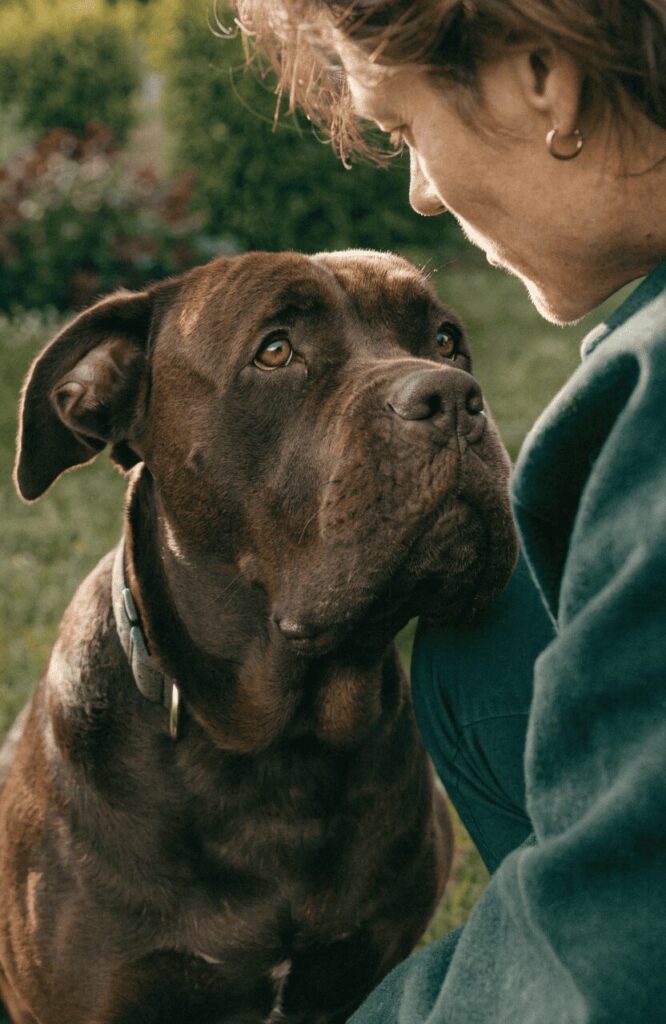 Cane Corso bonding with owner showing deep emotional attunement