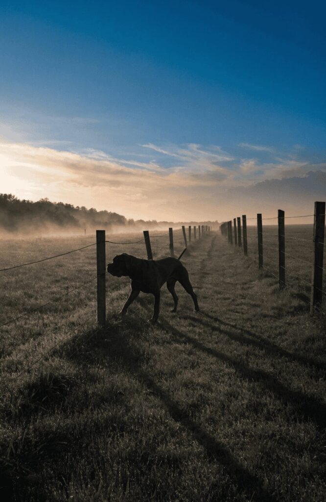 Cane Corso patrolling large property boundary at dawn