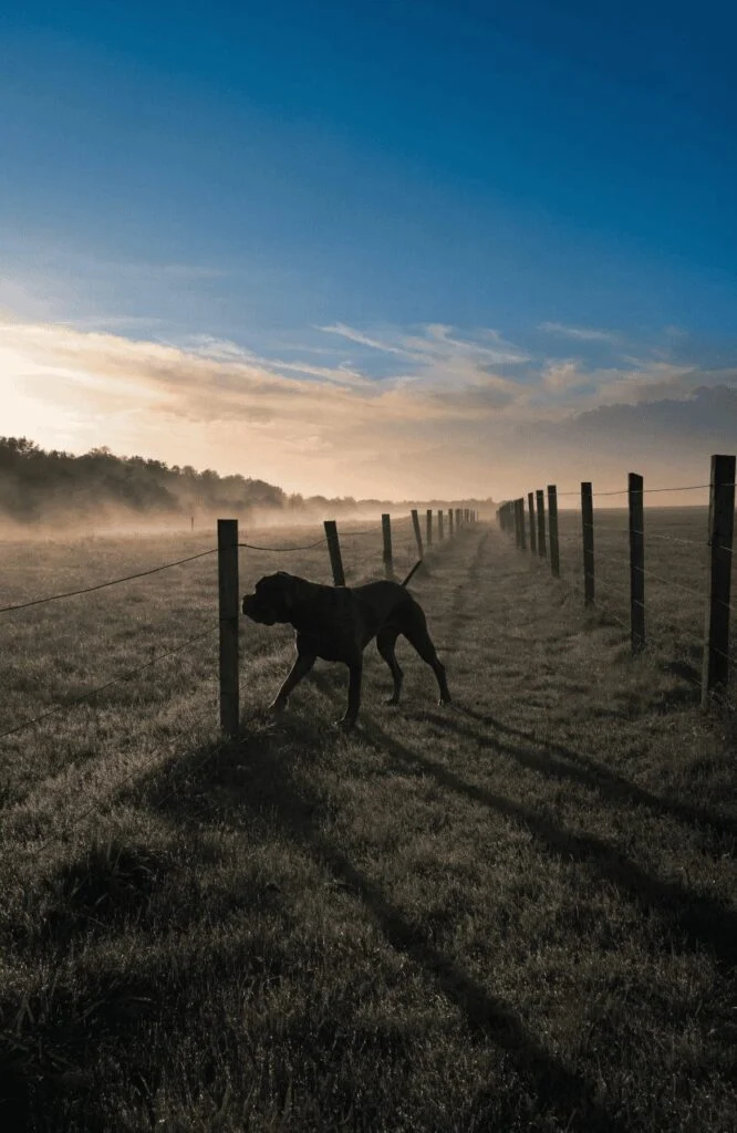 Cane Corso patrolling large property boundary at dawn