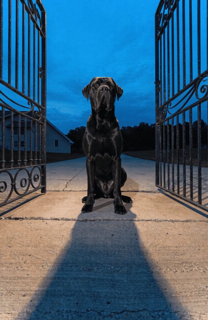 enormous Cane Corso sitting motionless at an iron gate at dusk as a powerful silent deterrent