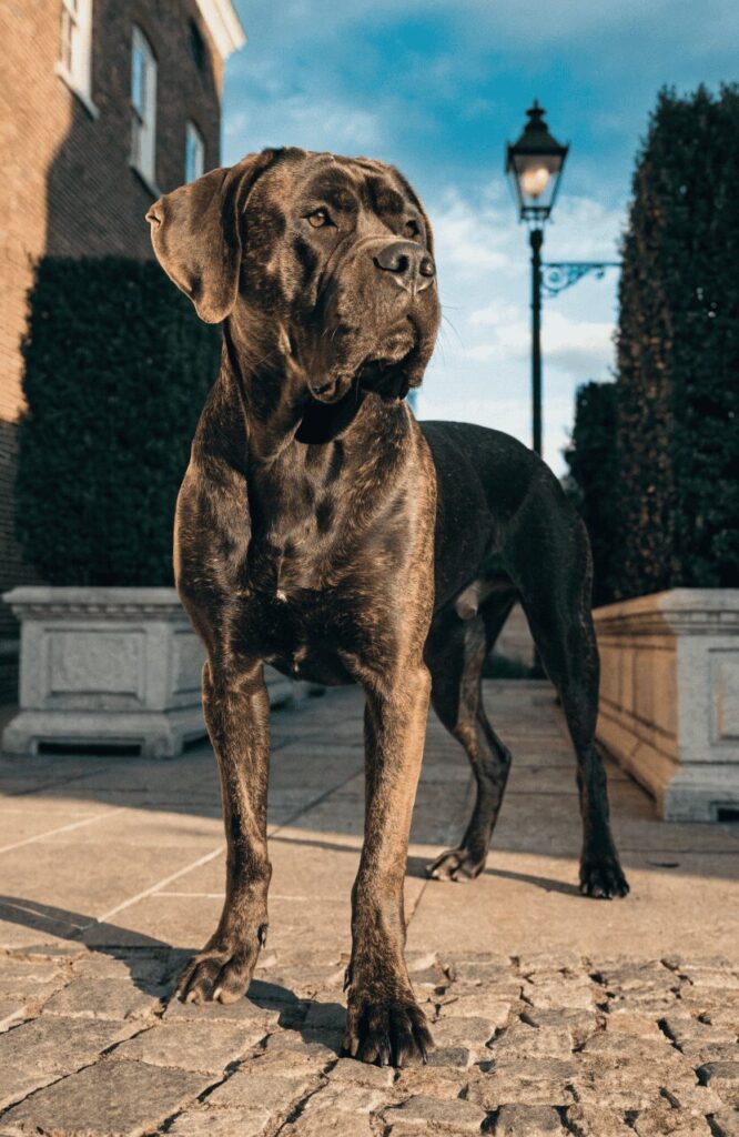 Cane Corso mix large powerful dog