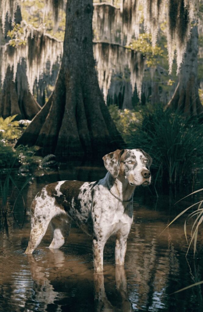 catahoula leopard dog rare louisiana breed with merle coat