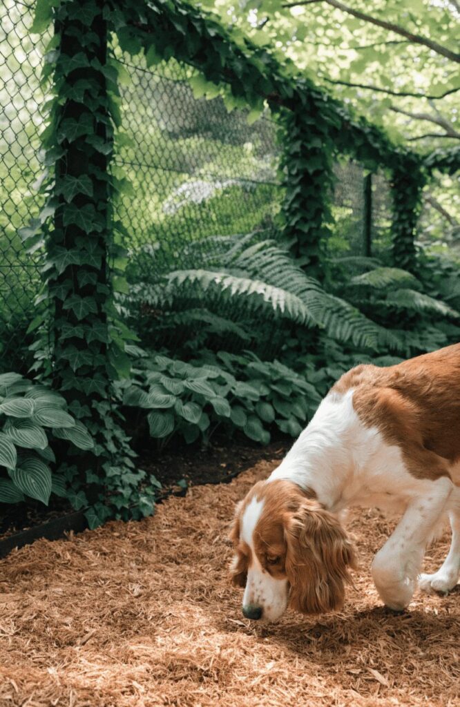 dog sniffing cedar chip mulch surface in a natural backyard dog run