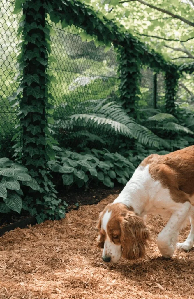 dog sniffing cedar chip mulch surface in a natural backyard dog run