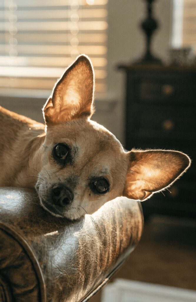 tiny Chihuahua with large pointy ears indoors