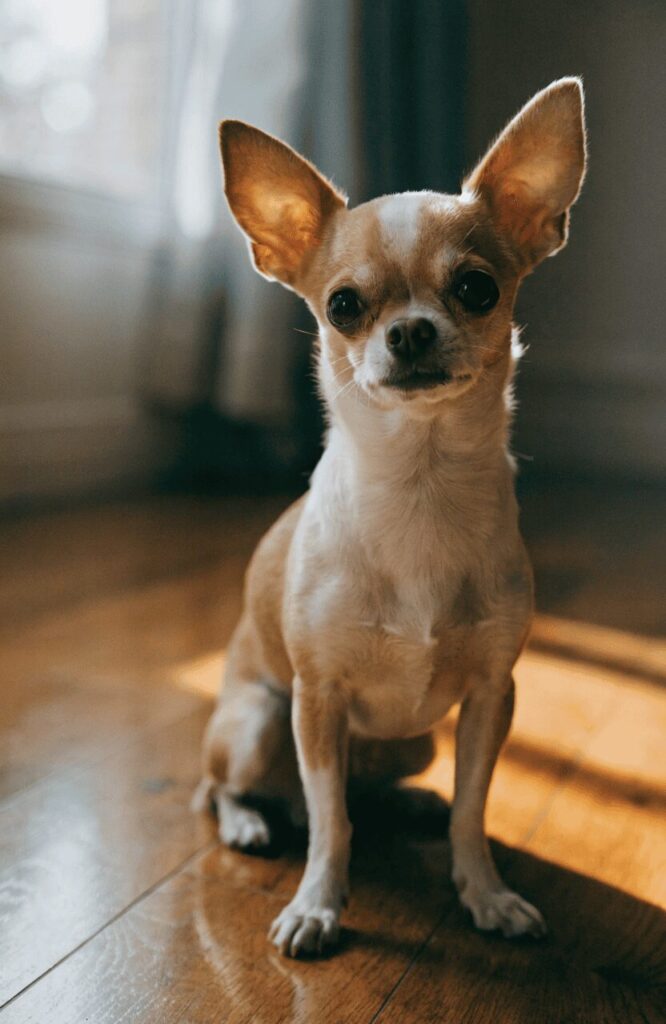 realistic Chihuahua indoor natural light portrait