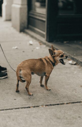 Chihuahua fear aggression body language small dog