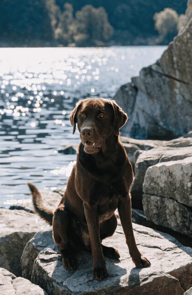 chocolate Labrador retriever near lake