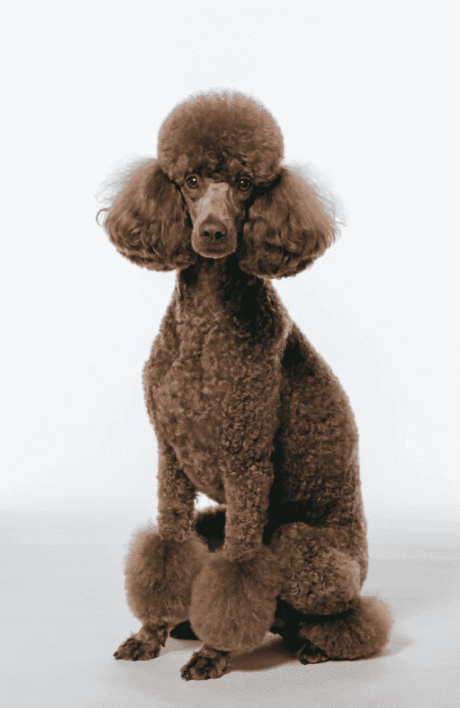 dog breeds brown chocolate poodle curly