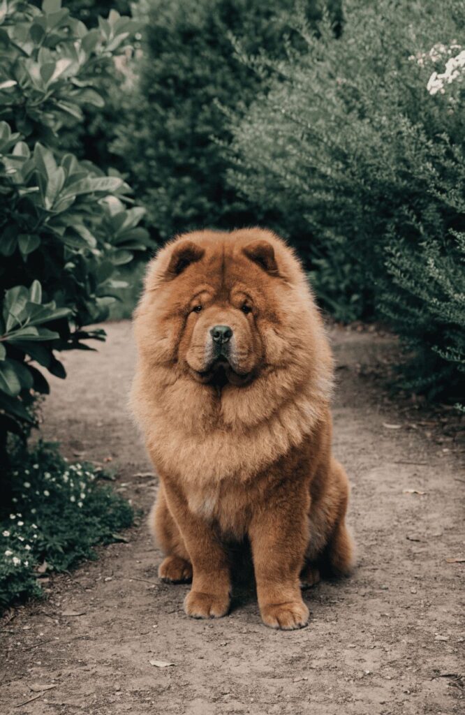 realistic fluffy Chow Chow outdoor portrait photo