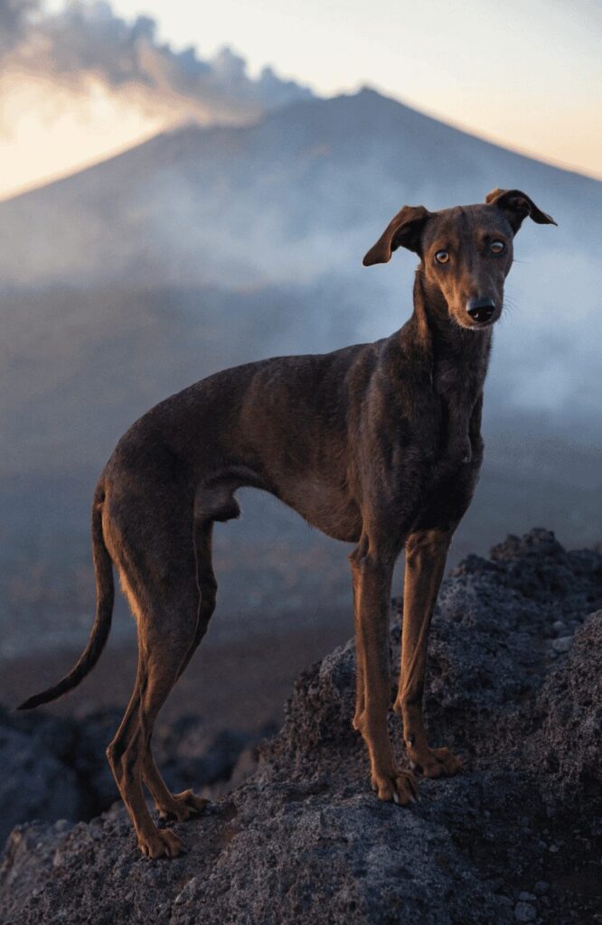 cirneco dell etna rare ancient sicilian hunting dog
