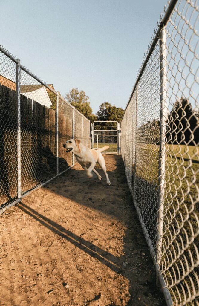 classic chain-link fenced dog run corridor along backyard fence