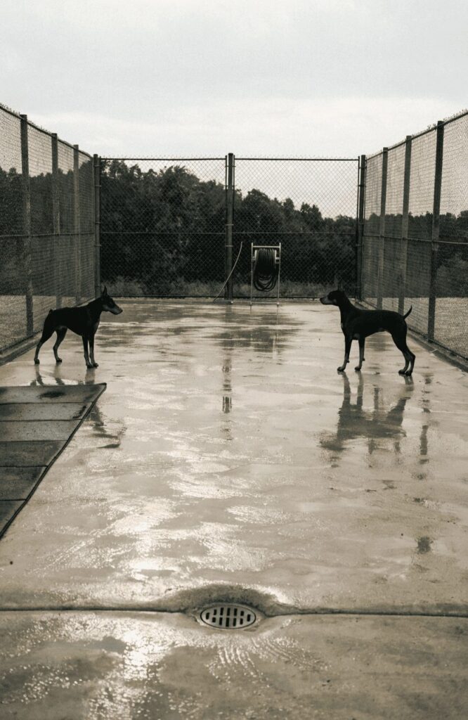 two Dobermans on a wet concrete dog run pad with drainage