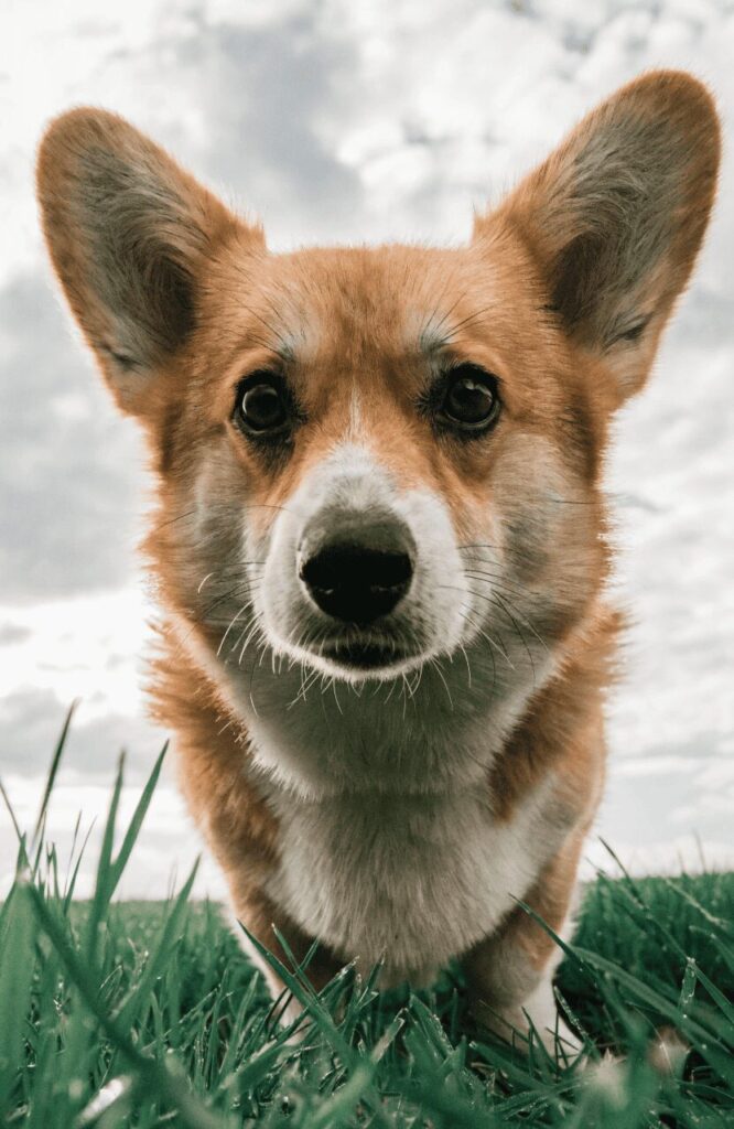 Pembroke Welsh Corgi with oversized pointy ears close up