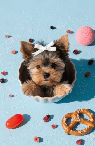 cute names for tiny dogs food and nature