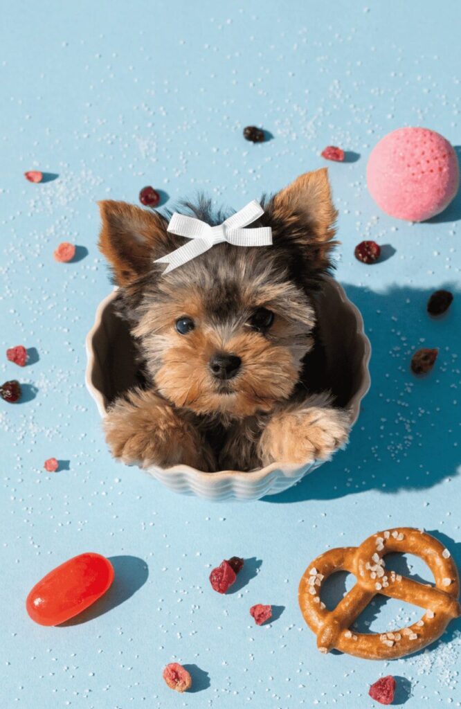 cute names for tiny dogs food and nature