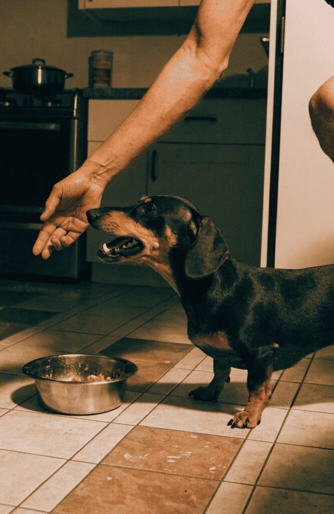 Dachshund protective stance indoor home environment