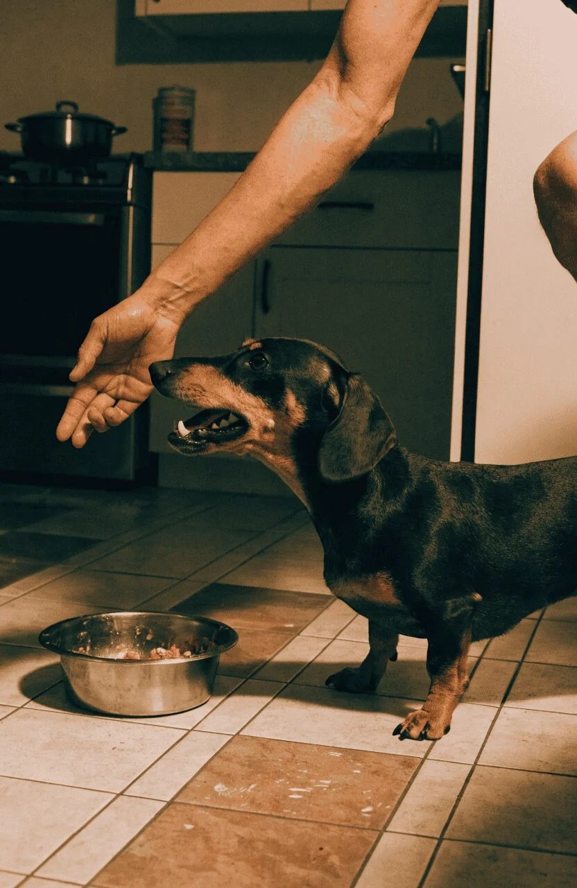 Dachshund protective stance indoor home environment