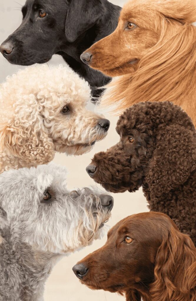 different dog coat types and textures