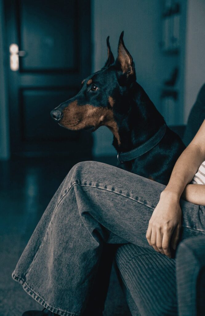 Doberman Pinscher pressed close to a woman on a couch in a dimly lit apartment watching the front door
