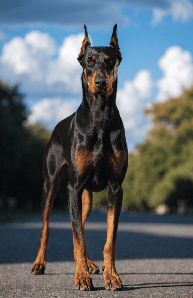 sleek athletic Doberman Pinscher black tan standing alert