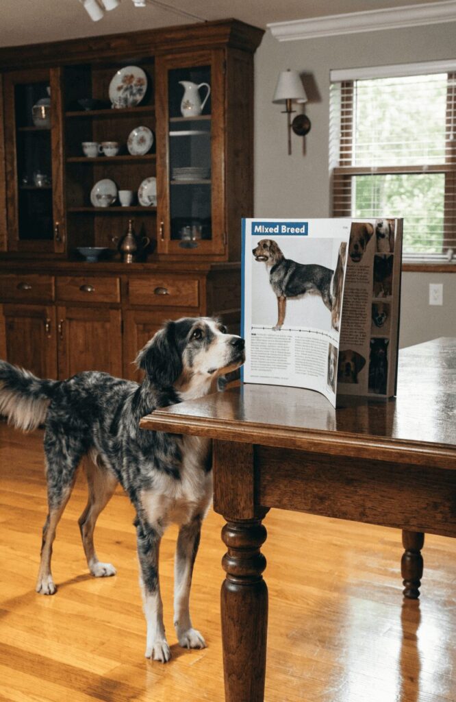 comparing real dog features to breed standard guide