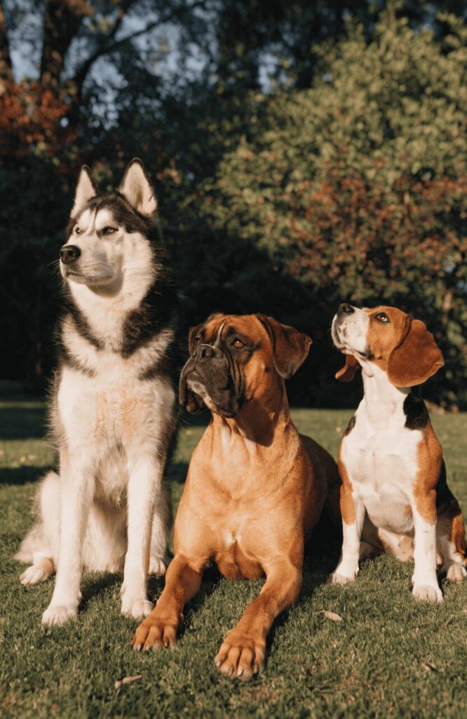 understanding why dog breed matters