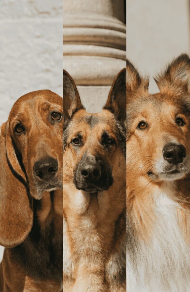 dog ear shapes identification across breeds
