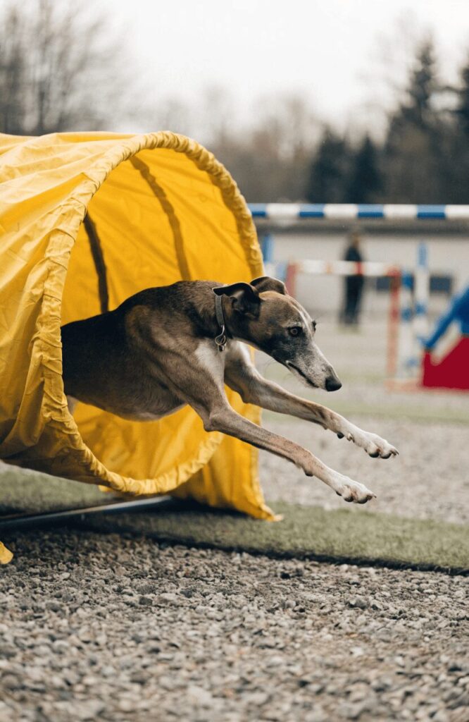 dog flying through an agility course tunnel in a backyard dog run