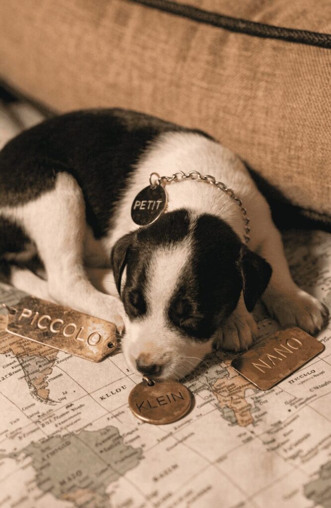 names meaning small for little dogs tag