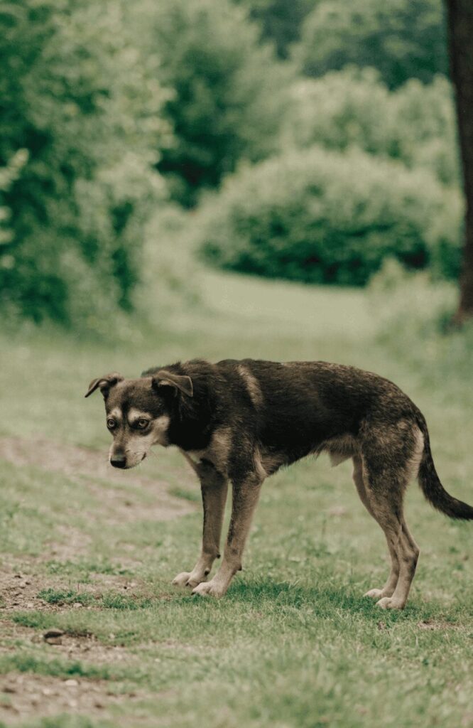 dog stress signal aggression warning realistic photo
