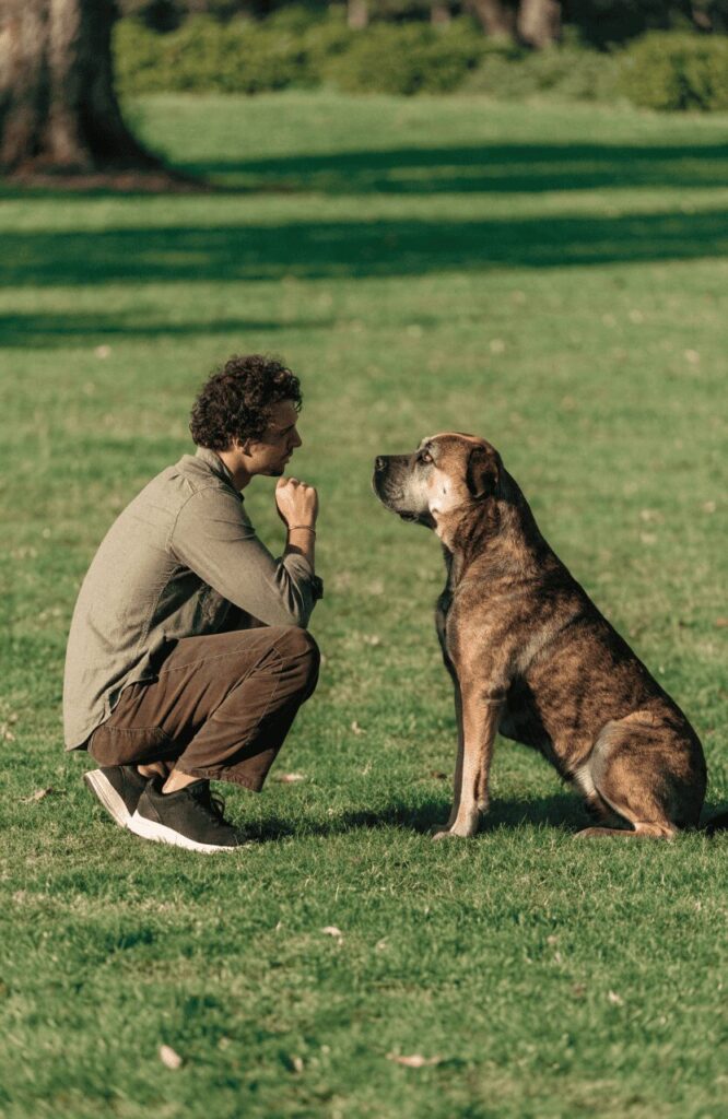 dog training session realistic outdoor daylight