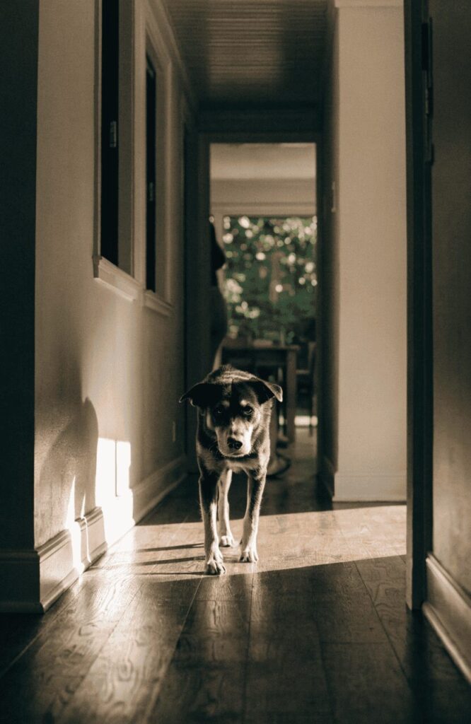 dog cautiously stepping inside unfamiliar vacation rental for the first time