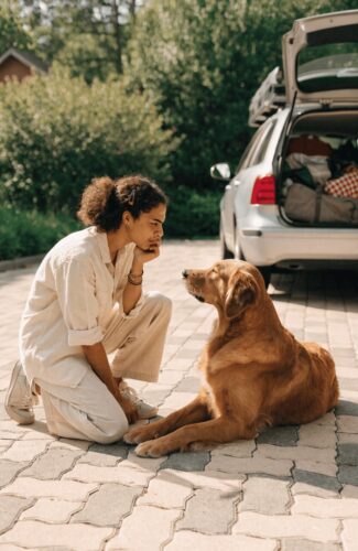 dog looking out car window ready for road trip