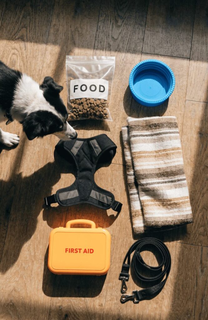 packing essentials for traveling long distance with a dog