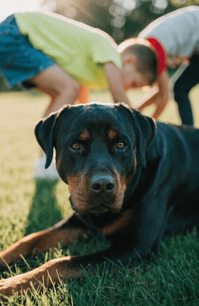 gentle Rottweiler playing safely with children in a backyard